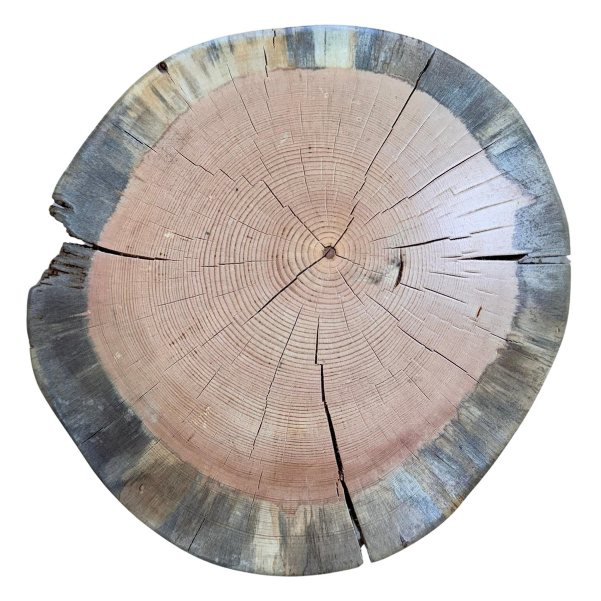 Handmade Torch-Burned Pine Wood Stump Table, Rustic Log Plant Stand, Cabin Decor Accent Furniture